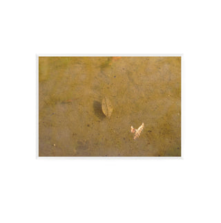 Análoga II - Catalina Maruri