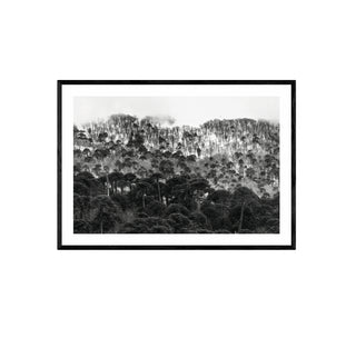 Araucarias Malalcahuello - Francisco Pérez