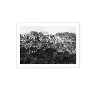 Araucarias Malalcahuello - Francisco Pérez