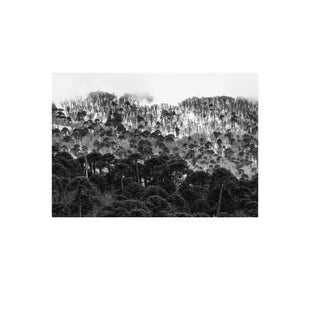 Araucarias Malalcahuello - Francisco Pérez