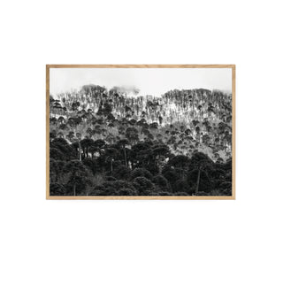 Araucarias Malalcahuello - Francisco Pérez