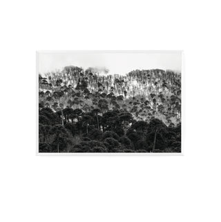 Araucarias Malalcahuello - Francisco Pérez