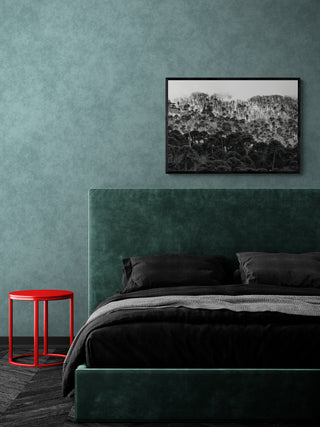 Araucarias Malalcahuello - Francisco Pérez