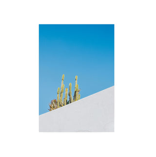 Cuadro Cactus