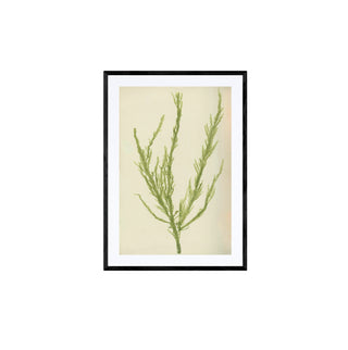 Estudio Botánico II