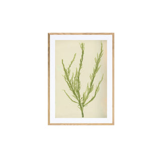 Estudio Botánico II