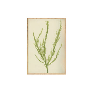 Estudio Botánico II