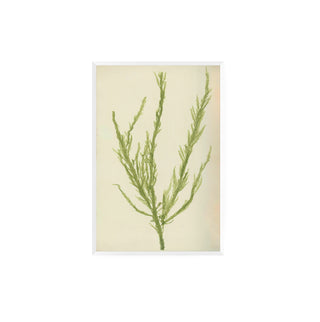 Estudio Botánico II