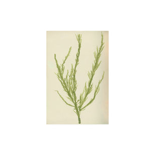 Estudio Botánico II