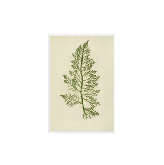 Estudio Botanico III