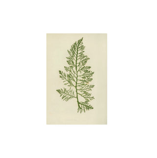 Estudio Botanico III