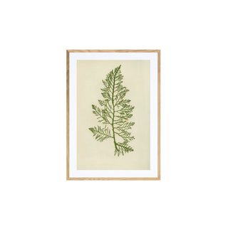 Estudio Botanico III