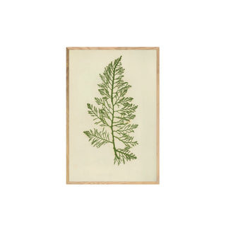 Estudio Botanico III