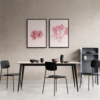 Estudio Botánico IV