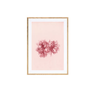 Estudio Botánico IV