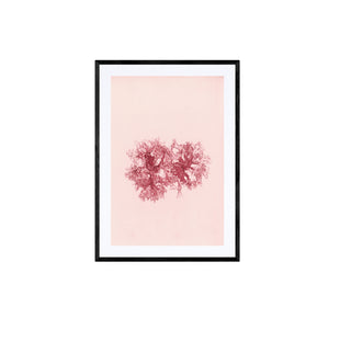 Estudio Botánico IV