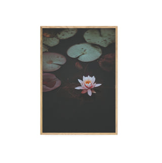 Cuadro Flor de Loto