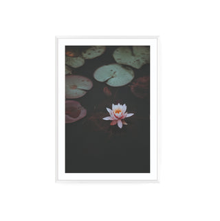 Cuadro Flor de Loto