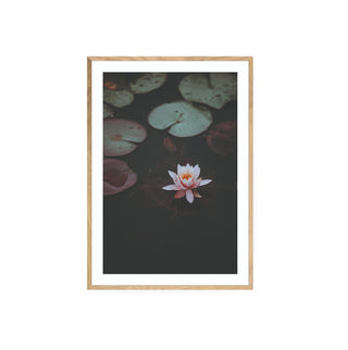 Cuadro Flor de Loto