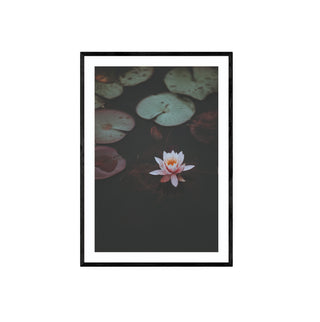 Cuadro Flor de Loto