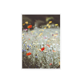 Cuadro Flores Silvestres