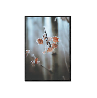 Cuadro Escarcha - Fine Art Botánico | Artenigma