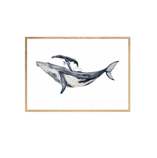 Ballena Jorobada y cría - La Jota Illustraciones