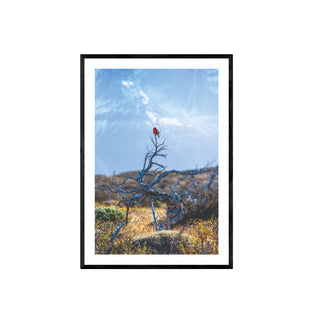 Torres del Paine Loica - Francisco Pérez