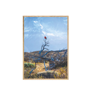 Torres del Paine Loica - Francisco Pérez