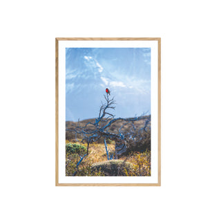 Torres del Paine Loica - Francisco Pérez