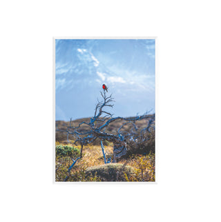 Torres del Paine Loica - Francisco Pérez