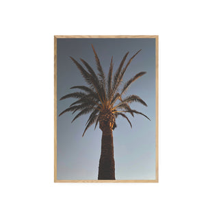 Palmera
