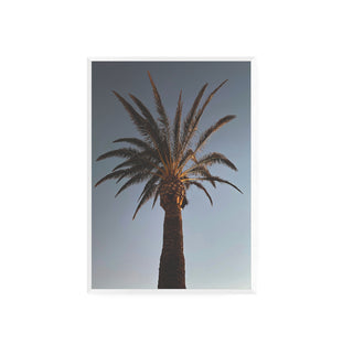 Palmera