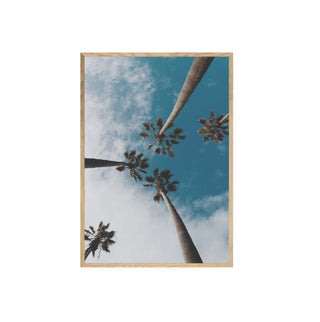 Palmera II