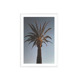 Palmera