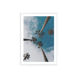 Palmera II