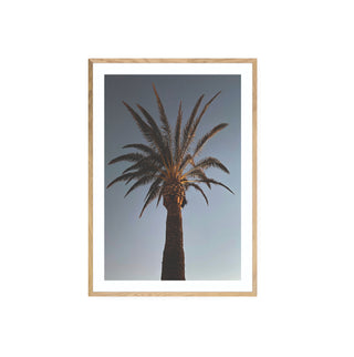 Palmera