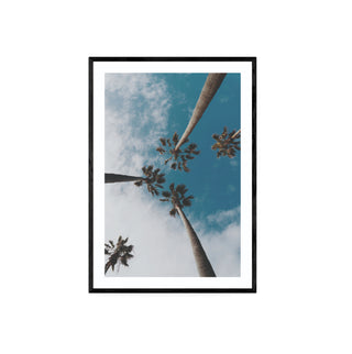 Palmera II