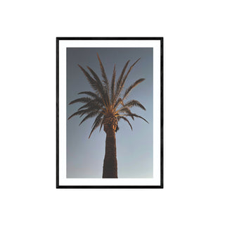Palmera