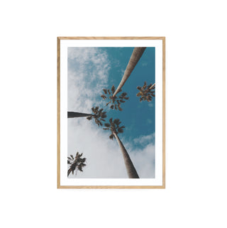 Palmera II