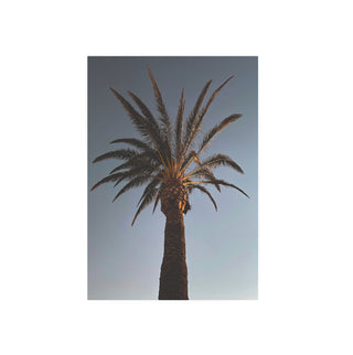 Palmera