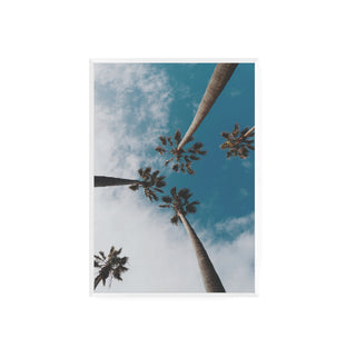 Palmera II