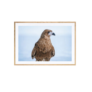 Tiuque - Beatriz Schneider