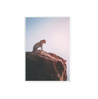 Leopardo