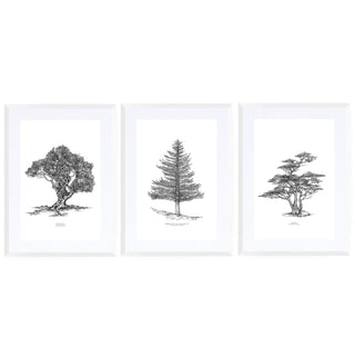 Set Cuadros Arboles Nativos - José Domingo