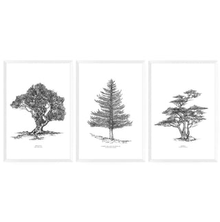 Set Cuadros Arboles Nativos - José Domingo