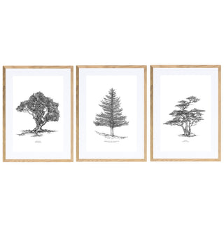Set Cuadros Arboles Nativos - José Domingo