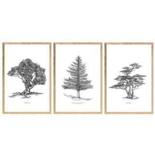 Set Cuadros Arboles Nativos - José Domingo
