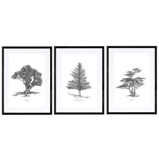 Set Cuadros Arboles Nativos - José Domingo