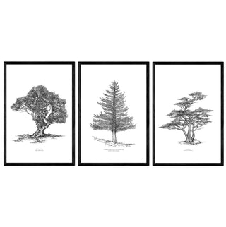 Set Árboles Nativos de José Domingo, lenga, arrayán y ciprés en blanco y negro enmarcado en negro